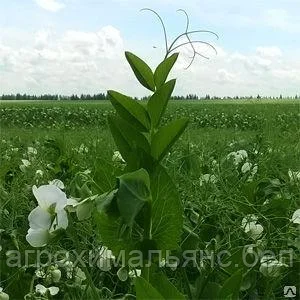 Горох сорт Саламанка