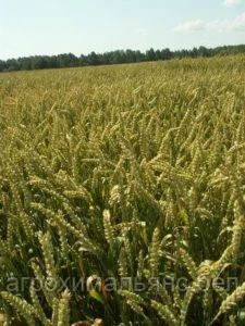 Семена пшеницы сорт ДАРЬЯ