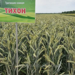 Семена тритикале озимая сорт Тихон